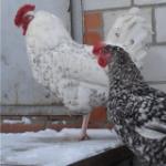 Описание на Пушкинската порода пилета Характеристики на пилета Пушкин