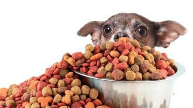Presun šteniatka na suché krmivo: tipy a triky Ako previesť psa na suché krmivo
