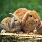 Pregnancy of a female rabbit, caring for the female rabbit from A to Z