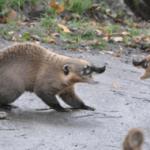 Állati nosoha: élőhely, életciklus, eredet és leírás fényképpel