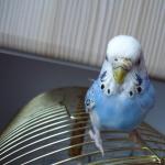 Чому у хвилястого папуги з'являються нарости на носі Чому у папужки нарости біля дзьоба