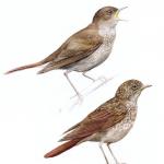 Starling: migratory bird or not, description