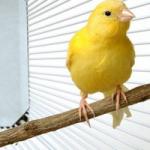 Hauskanarienvogel: Wie lange Kanarienvögel leben, Vogelpflege