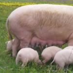 Farrowing pigs at home