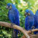 Where do parrots live in the wild?