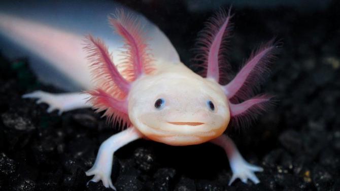 „Spielen im Wasser“: Mexikanischer Axolotl-Salamander