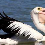 Interessante Fakten zum rosa Pelikan